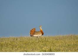 Image result for Otis tarda