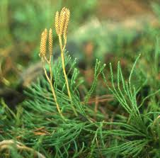 Attēlu rezultāti vaicājumam “Diphasiastrum tristachyum”