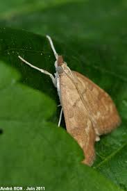 Attēlu rezultāti vaicājumam “Udea fulvalis”