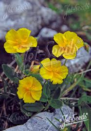 Attēlu rezultāti vaicājumam “Helianthemum nummularium”