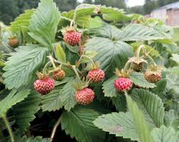 Attēlu rezultāti vaicājumam “Fragaria moschata”