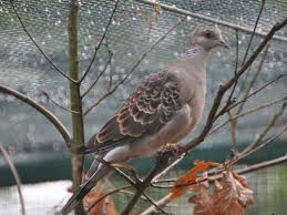 Image result for Streptopelia orientalis