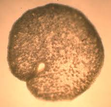 Attēlu rezultāti vaicājumam “Conocephalum salebrosum sporophyte”