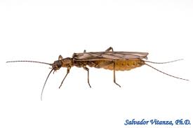 Attēlu rezultāti vaicājumam “Plecoptera”