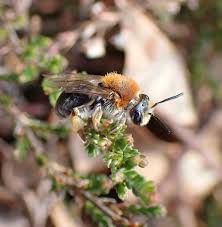 Attēlu rezultāti vaicājumam “Andrena haemorrhoa”