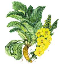 Image result for Königskerzen