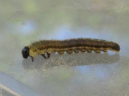 Attēlu rezultāti vaicājumam “Neodiprion sertifer”