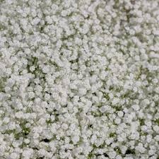 Attēlu rezultāti vaicājumam “Gypsophila paniculata”