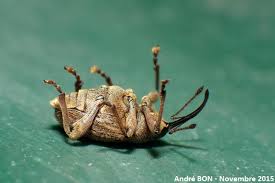 Attēlu rezultāti vaicājumam “Curculio nucum”