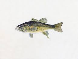 Image result for Micropterus salmoides