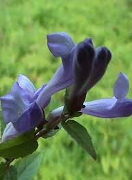 Attēlu rezultāti vaicājumam “Scutellaria galericulata leaf”