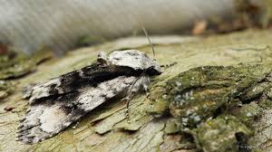 Attēlu rezultāti vaicājumam “Acronicta alni”