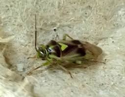 Attēlu rezultāti vaicājumam “Orthops campestris”