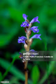 Attēlu rezultāti vaicājumam “Orobanche elatior flower”