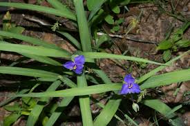 Attēlu rezultāti vaicājumam “Tradescantia virginiana”