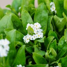 Image result for Myosotis sylvatica