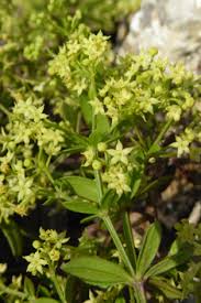 Attēlu rezultāti vaicājumam “Galium rivale fruit”