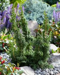 Attēlu rezultāti vaicājumam “Thuja occidentalis flower”