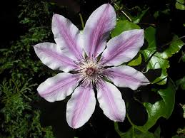 Attēlu rezultāti vaicājumam “Clematis flower”