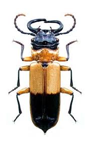 Attēlu rezultāti vaicājumam “Cucujidae”