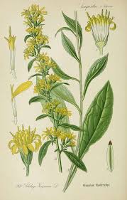 Image result for Solidago virgaurea