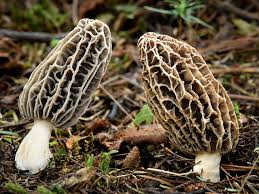 Attēlu rezultāti vaicājumam “Morchella sp.”