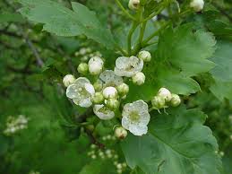 Attēlu rezultāti vaicājumam “Crataegus chlorosarca”