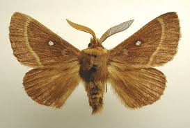 Attēlu rezultāti vaicājumam “Lasiocampa trifolii”