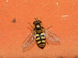 Attēlu rezultāti vaicājumam “Eupeodes corollae”