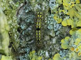 Attēlu rezultāti vaicājumam “Eilema depressa”