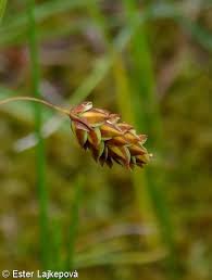 Attēlu rezultāti vaicājumam “Carex limosa fruit”