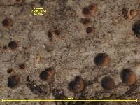 Attēlu rezultāti vaicājumam “Bacidia subincompta”