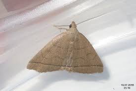 Attēlu rezultāti vaicājumam “Zanclognatha tarsipennalis”