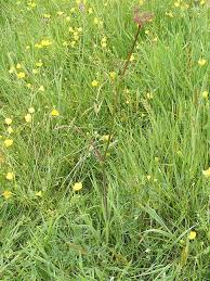 Attēlu rezultāti vaicājumam “Peucedanum palustre flower”