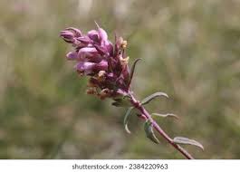 Attēlu rezultāti vaicājumam “Odontites vulgaris fruit”