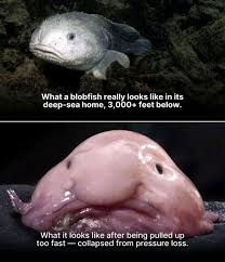Image result for blobfish