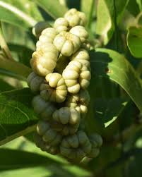 Attēlu rezultāti vaicājumam “Bilimbia tetramera”