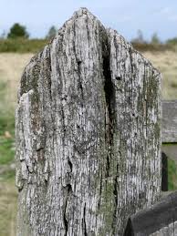 Attēlu rezultāti vaicājumam “Lecanora conizaeoides”