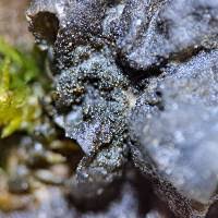 Attēlu rezultāti vaicājumam “Collema flaccidum”