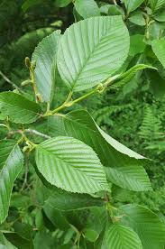 Attēlu rezultāti vaicājumam “Alnus”