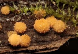 Attēlu rezultāti vaicājumam “Bactridium flavum”