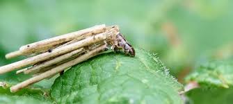 Attēlu rezultāti vaicājumam “Psyche casta”