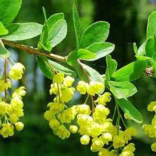 Attēlu rezultāti vaicājumam “Berberis vulgaris”