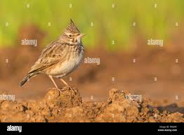 Attēlu rezultāti vaicājumam “Galerida cristata”