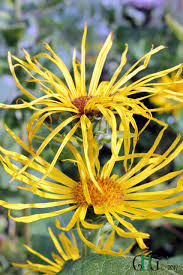Attēlu rezultāti vaicājumam “Inula helenium flower”