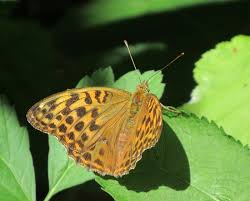 Attēlu rezultāti vaicājumam “Argynnis paphia pupa”