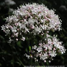 Attēlu rezultāti vaicājumam “Valeriana officinalis”
