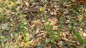 Attēlu rezultāti vaicājumam “Hypericum maculatum leaf”