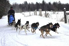 Image result for Team Ice Fire British Sled Dog Racing Team