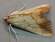 Attēlu rezultāti vaicājumam “Evergestis extimalis”